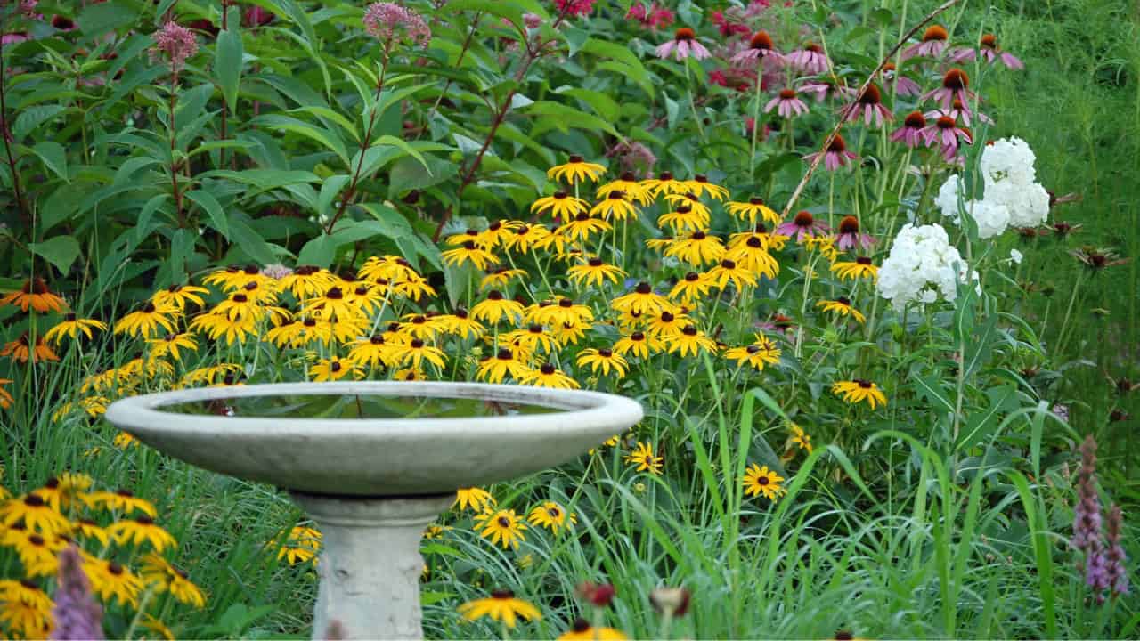 Flowering garden with yellow coneflowers, birdbath in the foreground, lush greenery surrounding, vibrant and colorful blooms, peaceful outdoor setting, natural habitat for birds