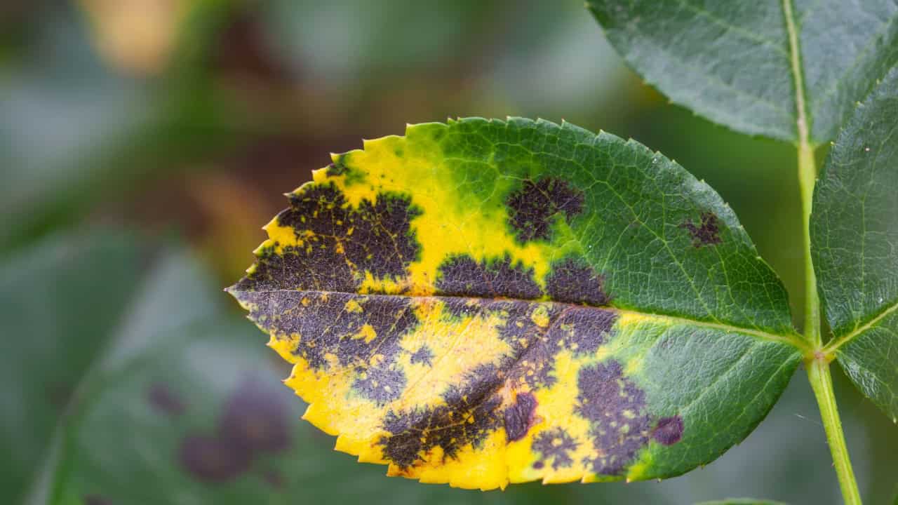 Close-up of a diseased leaf, yellowing and black spots, symptoms of black spot disease, fungal infection, poor plant health, potential spread risk, common issue in roses, needs treatment