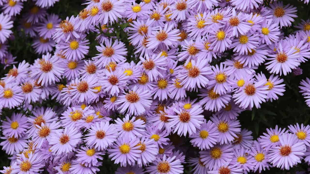 Light purple asters with yellow centers, densely packed flower clusters, soft green leaves blending in background