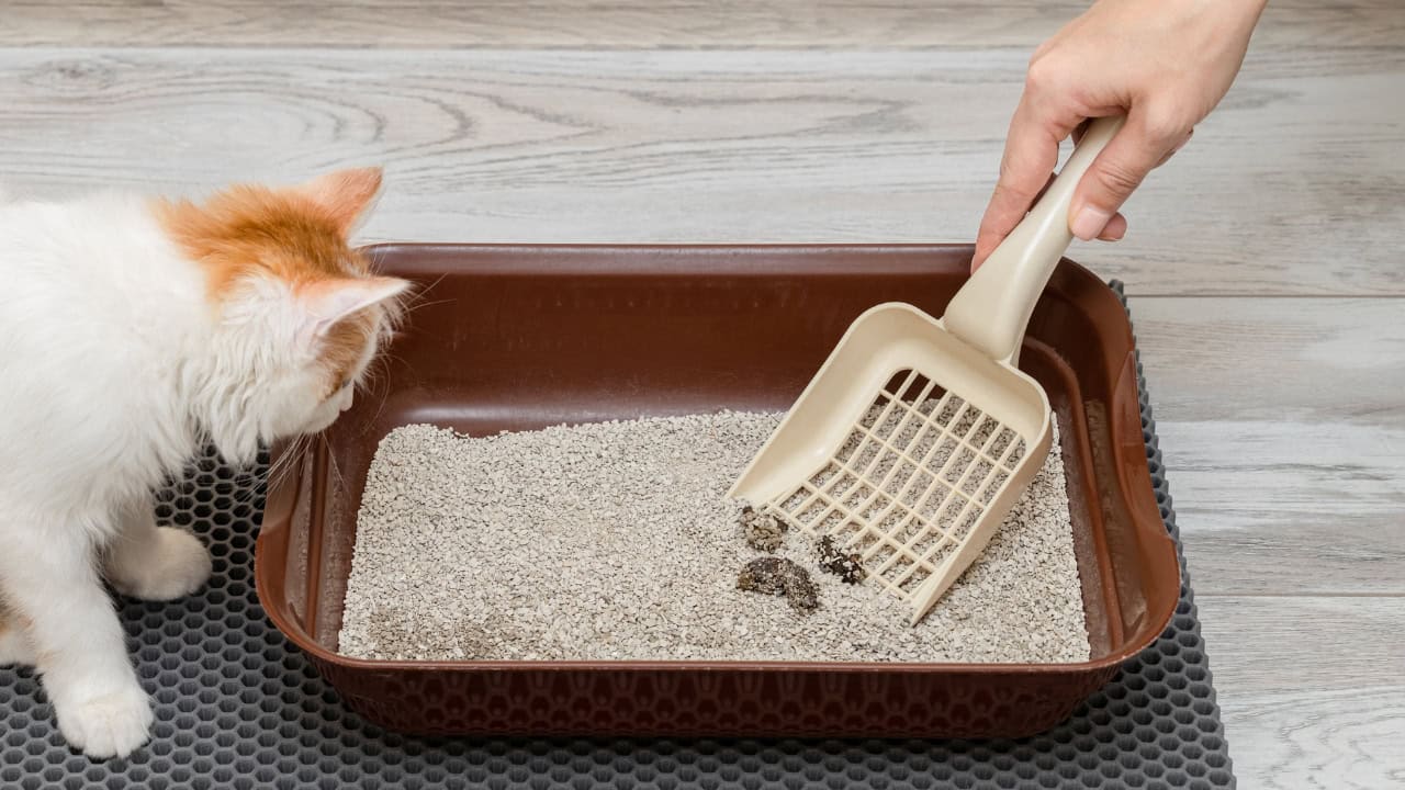 house smells like litter box