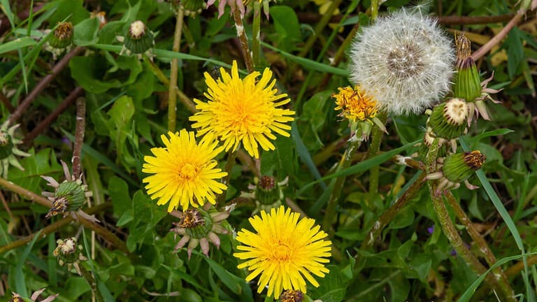 A cluster of yellow dandelion flowers, some fully bloomed and others in various stages of blooming, surrounded by green grass and foliage, a dandelion puff in the background
