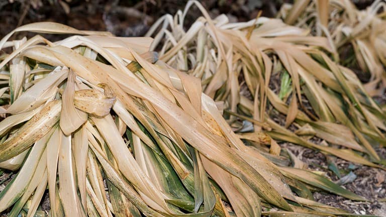 Close-up of dried, pale yellow plant fibers or strands, possibly straw or dried grass, with hints of green vegetation beneath, natural organic material