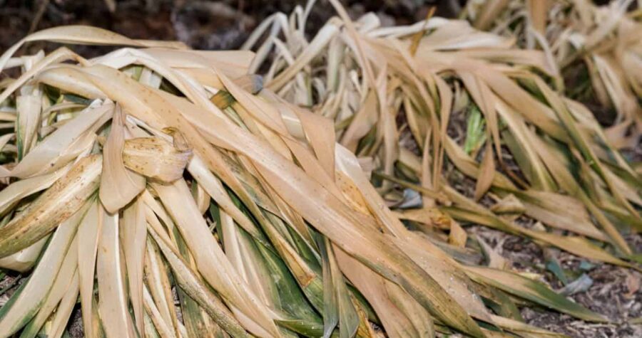 Close-up of dried, pale yellow plant fibers or strands, possibly straw or dried grass, with hints of green vegetation beneath, natural organic material