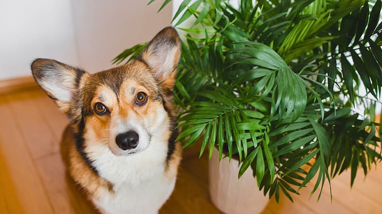 9 Popular Houseplants That Are Actually Harmful to Pets