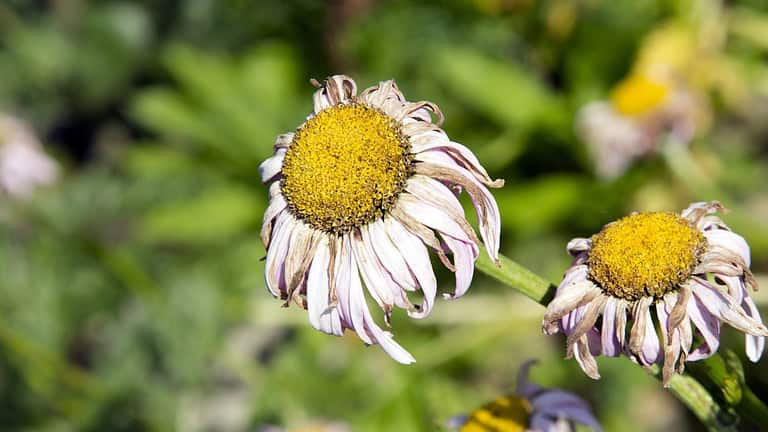 9 Gardening Myths That Could Ruin Your Plants