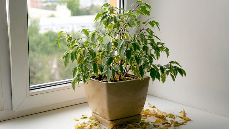 Why Your Indoor Plants Are Dying (And How to Save Them)
