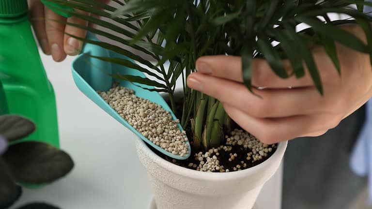 Hand watering small palm plant in white pot with decorative stones, indoor plant care