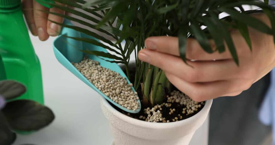 Hand watering small palm plant in white pot with decorative stones, indoor plant care