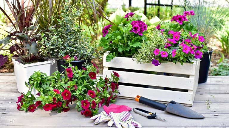11 Flowers That Are Perfect for Container Gardens on Your Porch or Patio