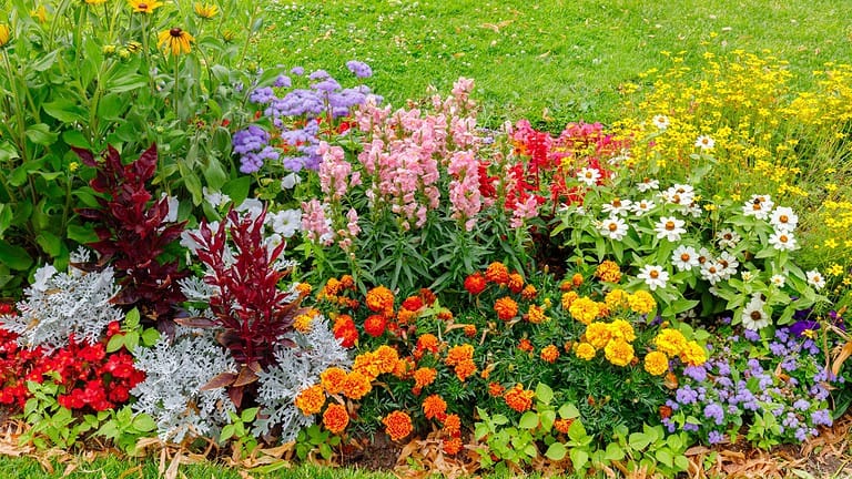 A vibrant flower bed, a mix of colorful flowers, orange marigolds, pink snapdragons, purple flowers, lush green grass in the background, well-maintained garden