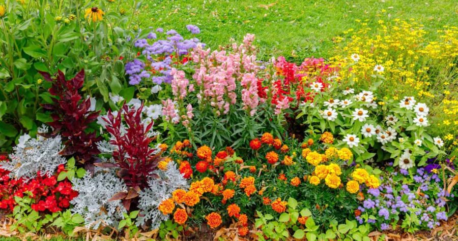 A vibrant flower bed, a mix of colorful flowers, orange marigolds, pink snapdragons, purple flowers, lush green grass in the background, well-maintained garden