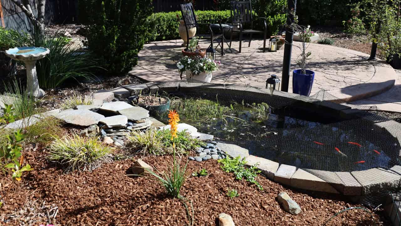 Koi pond with goldfish swimming beneath floating leaves on the water surface