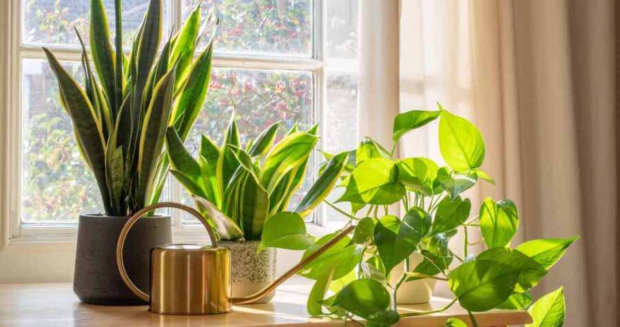Three potted houseplants and a gold watering can sit on a wooden table by a sunlit window with sheer curtains