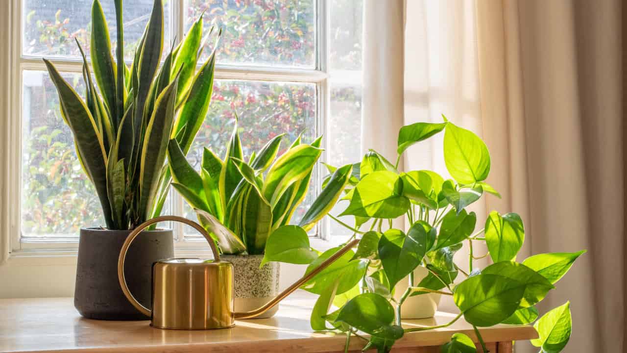 Three potted houseplants and a gold watering can sit on a wooden table by a sunlit window with sheer curtains