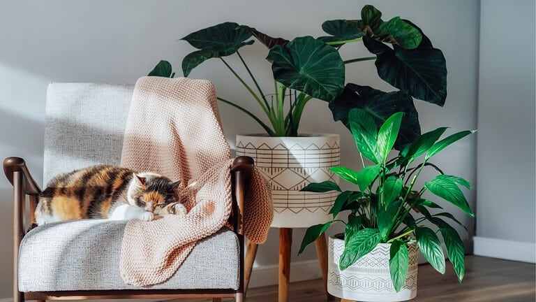 11 Pet-Friendly Indoor Plants That Are Safe for Cats and Dogs