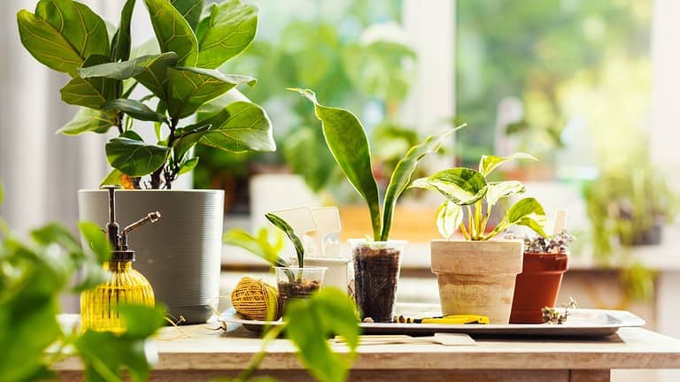Indoor potted plants on wooden surface, small succulents and leafy plants, bright window light, cozy home garden setting