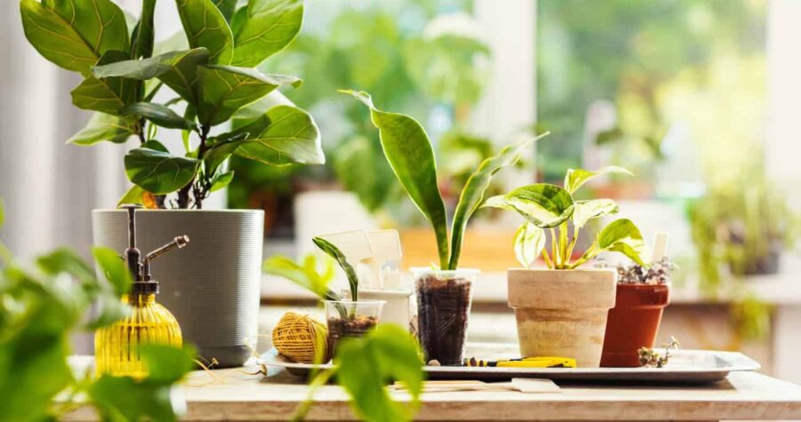 Indoor potted plants on wooden surface, small succulents and leafy plants, bright window light, cozy home garden setting