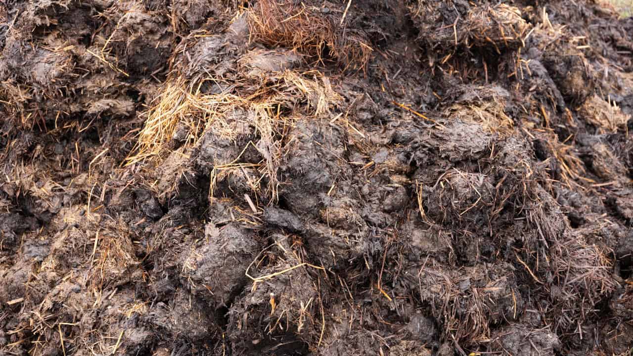 Aged animal manure, dark and rich in nutrients, decomposed organic matter, used as natural fertilizer, improves soil health, enhances plant growth
