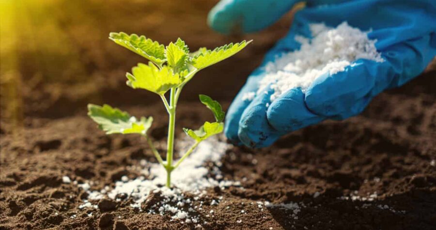 Gloved hand applying granular fertilizer to the base of a young green plant growing in rich soil, enhancing early growth and nutrient uptake, under natural sunlight in a garden or agricultural setting