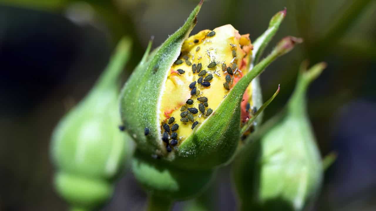 Close-up of a rosebud infested with black aphids, clustered on the petals and sepals, green leaves in the background, sign of pest damage, potential plant health risk