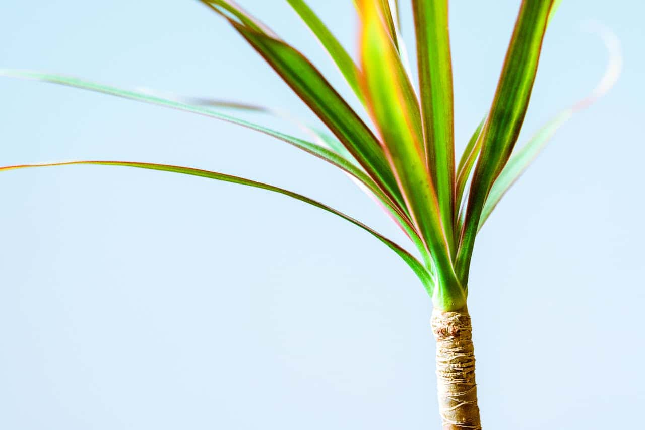Close-up of dracaena plant top showing slender green and yellow striped leaves emerging from brown trunk against light blue background