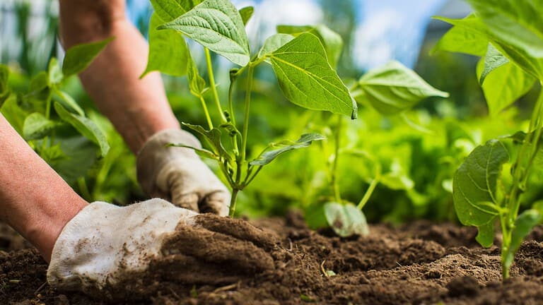 Gardener's gloved hand, rich dark soil, green leafy plant, close-up planting scene, agricultural cultivation, careful soil placement, nurturing growth moment