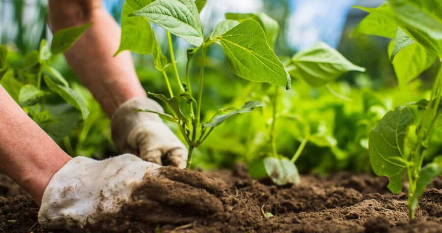 Gardener's gloved hand, rich dark soil, green leafy plant, close-up planting scene, agricultural cultivation, careful soil placement, nurturing growth moment