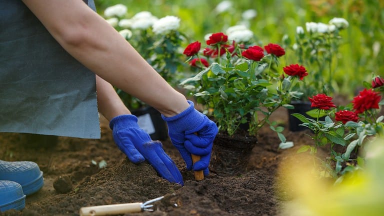 13 Plants I Stopped Growing That Were Wasting My Time