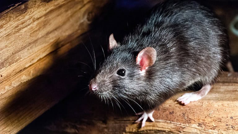 12 Surprising Things in Your Home That Are Secretly Welcoming Mice