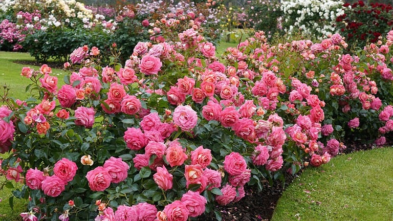 12 Plants I Ripped Out That Were Ruining My Garden