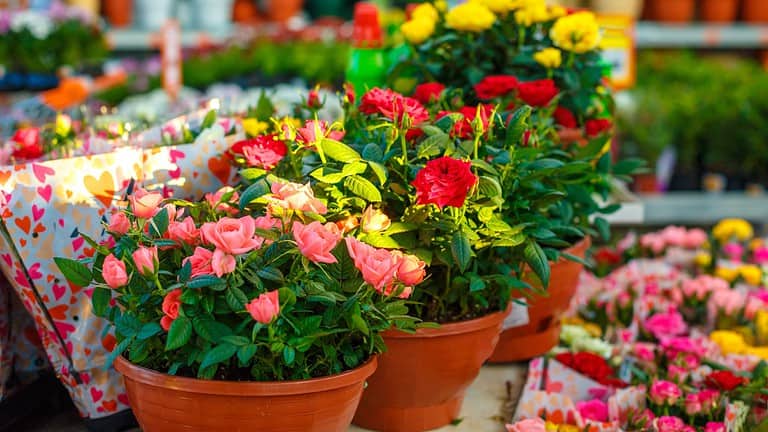 Potted roses in shades of red and pink, green leaves, terracotta pots, blurred flowers in the background, sunlight highlighting petals