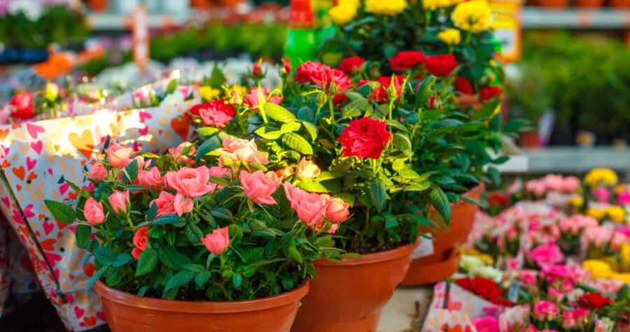 Potted roses in shades of red and pink, green leaves, terracotta pots, blurred flowers in the background, sunlight highlighting petals
