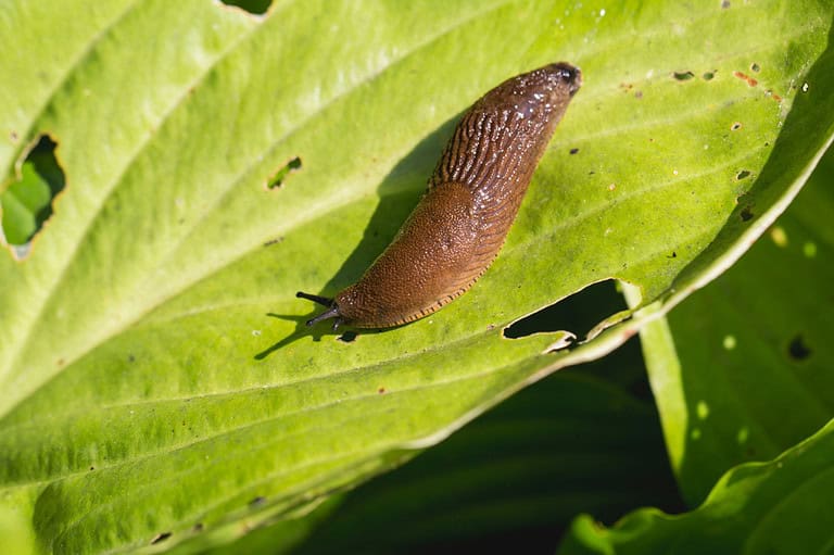 A brown slug, elongated and slimy, crawls on a bright green leaf, partially eaten with visible holes