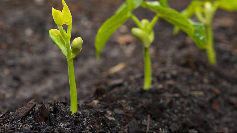 13 Secret Ingredients That Will Supercharge Your Soil for Thriving Plants