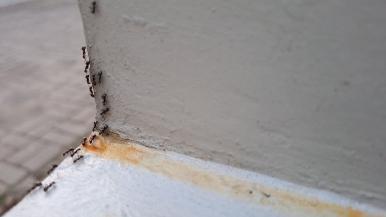 Ants crawling along kitchen countertop in a trail