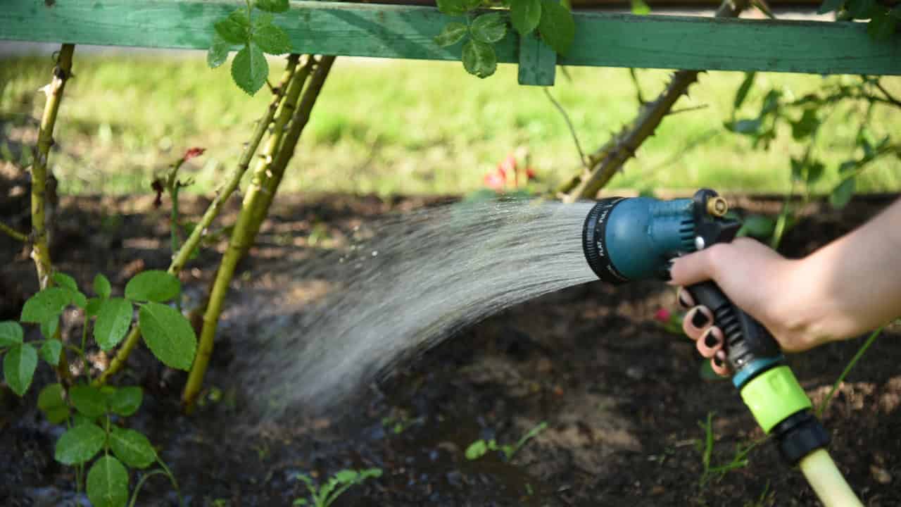 Watering plants, spraying water with garden hose, maintaining garden, nurturing plants, watering flowers, focusing on plant care, gardening activity, hands-on gardening