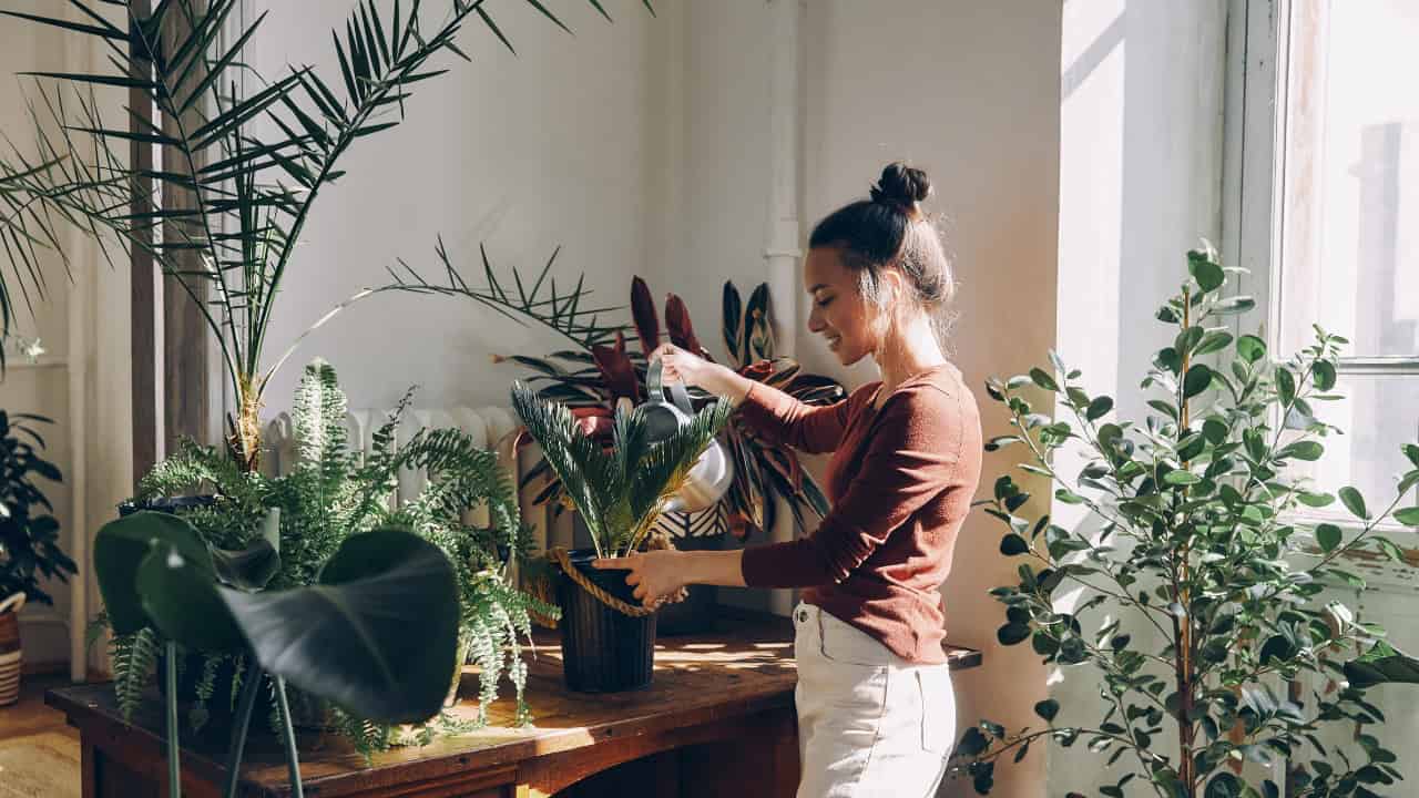 Woman watering indoor plants in a sunlit room, surrounded by various green potted plants on a wooden table and near a window, natural light streaming in