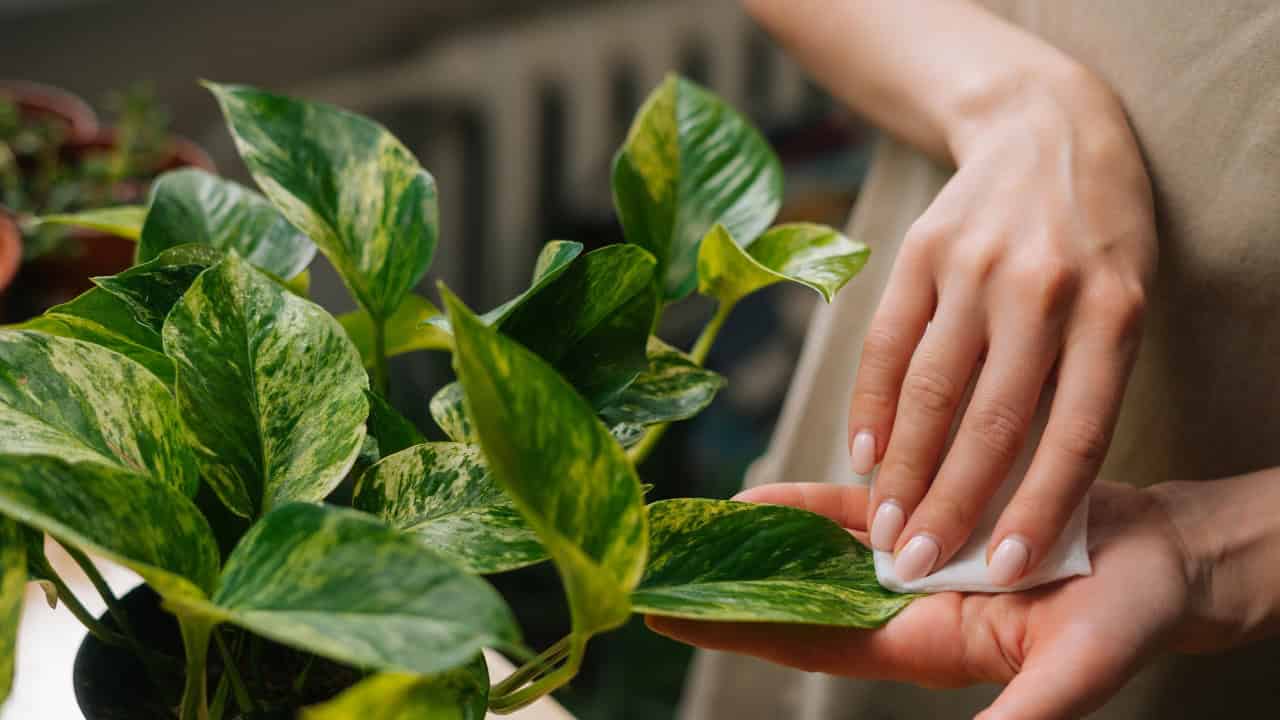 Close-up of hand tending to houseplant, fingers touching green glossy leaves, indoor plant care, variegated foliage, home gardening