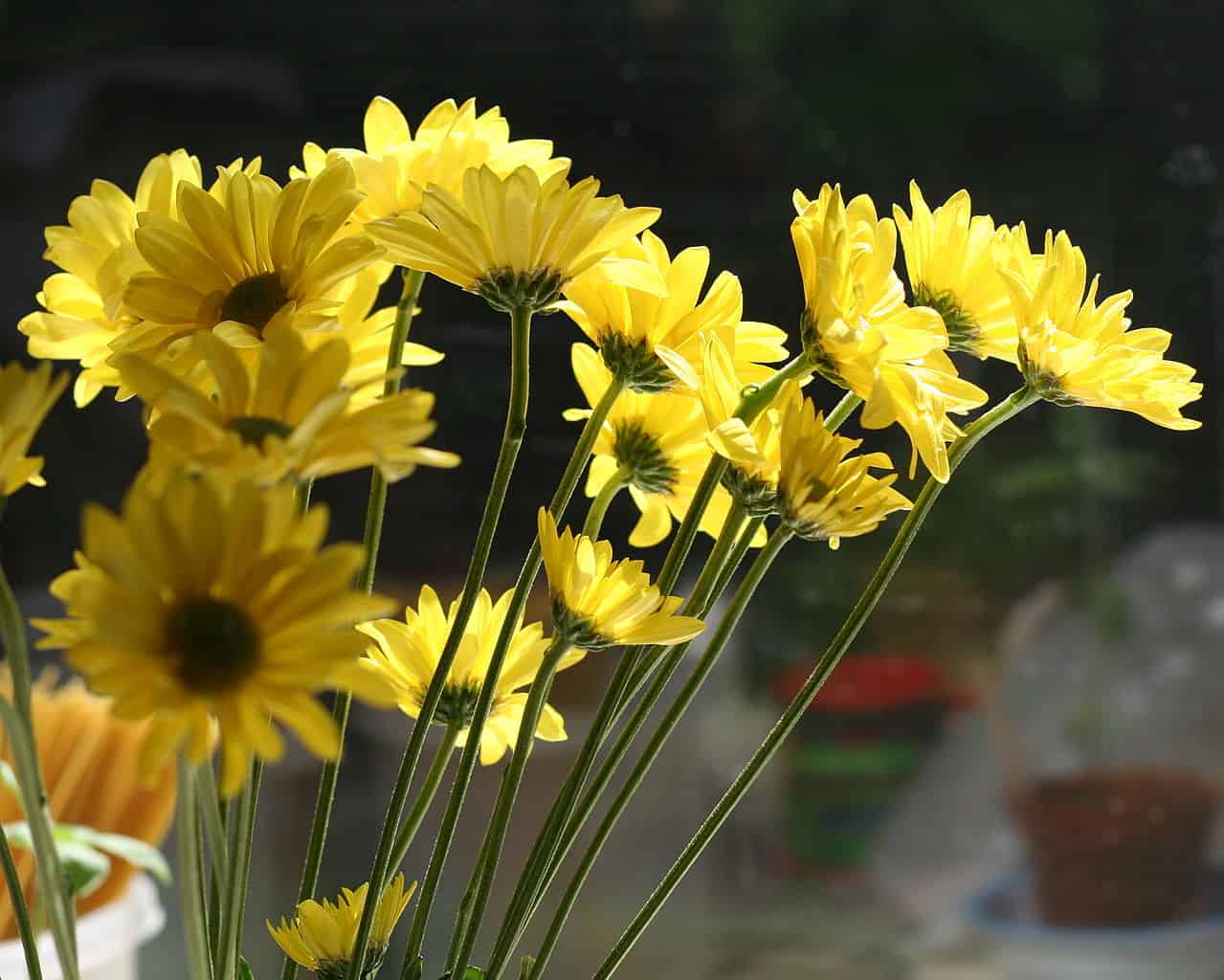 A bunch of bright yellow daisies is arranged with long green stems, the flowers are illuminated by sunlight from the background, creating a soft glow, some petals are slightly opened, offering a natural and fresh look, possibly displayed in a vase near a window