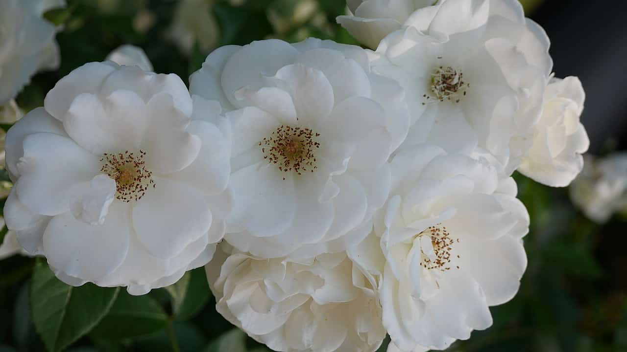 A cluster of white Sugar Moon roses in full bloom with soft petals and delicate yellow stamens