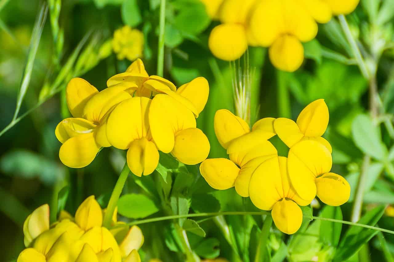 A close-up of bright yellow flowers, likely of the plant genus Lotus, with distinct petal shapes and a lush green background, the flowers are clustered together, showcasing vibrant color and detail in the sunlight