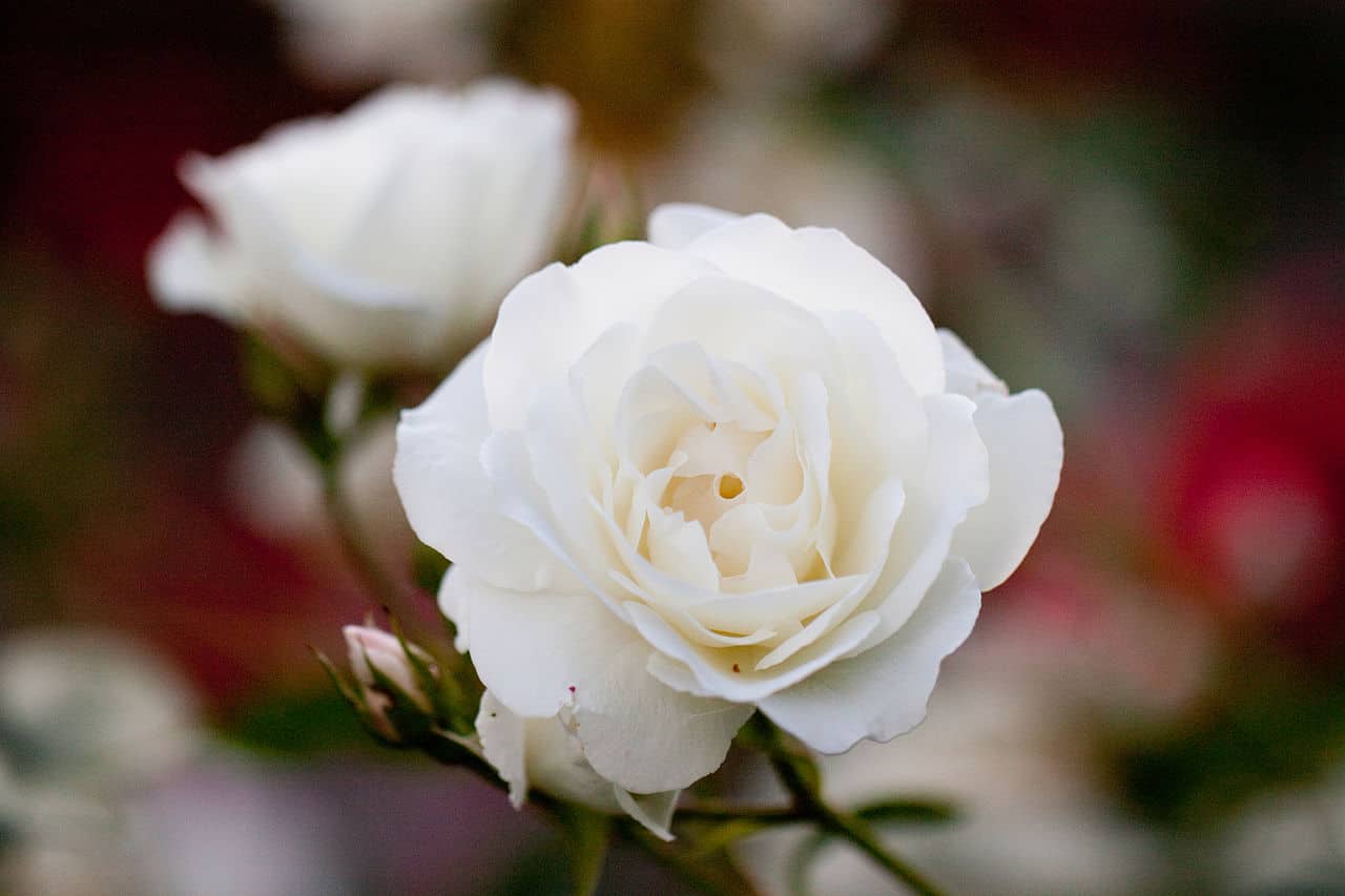 An iceberg rose in full bloom, with soft white petals and a delicate, layered center, the flower is surrounded by a green stem and leaves, captured in close-up against a blurred background of various hues