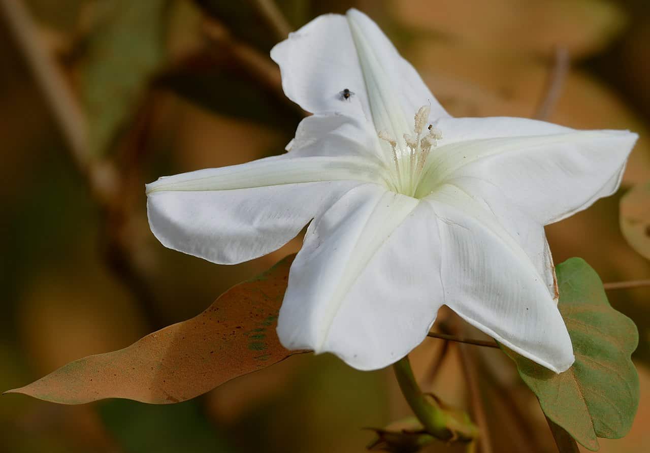 A close-up of a white Climbing Moonflower with pointed petals, a pale green center, and a few brownish leaves in the background