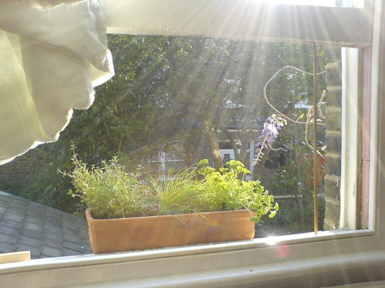 Window with sunlight streaming in, herbs growing in a small window box, soft light filtering through sheer curtain, vibrant green plants including thyme, parsley, and other herbs, calm, peaceful atmosphere