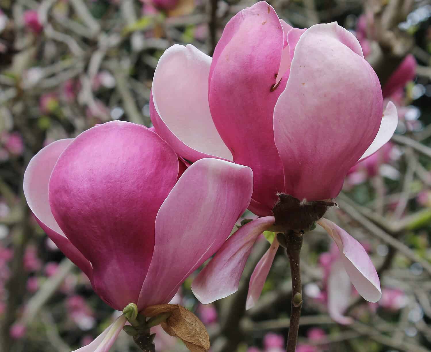 Two pink magnolia flowers are shown in close-up, the petals are soft and delicate with a gradient from deep pink at the center to lighter pink at the edges, the flowers are perched on thin branches, set against a blurred background of more magnolia blossoms and greenery
