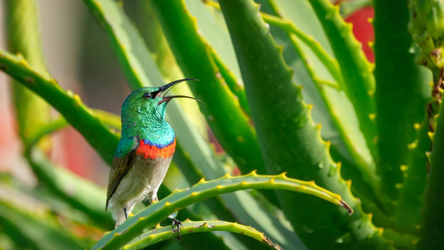 A vibrant sunbird perched on an aloe vera plant in a lush garden setting.