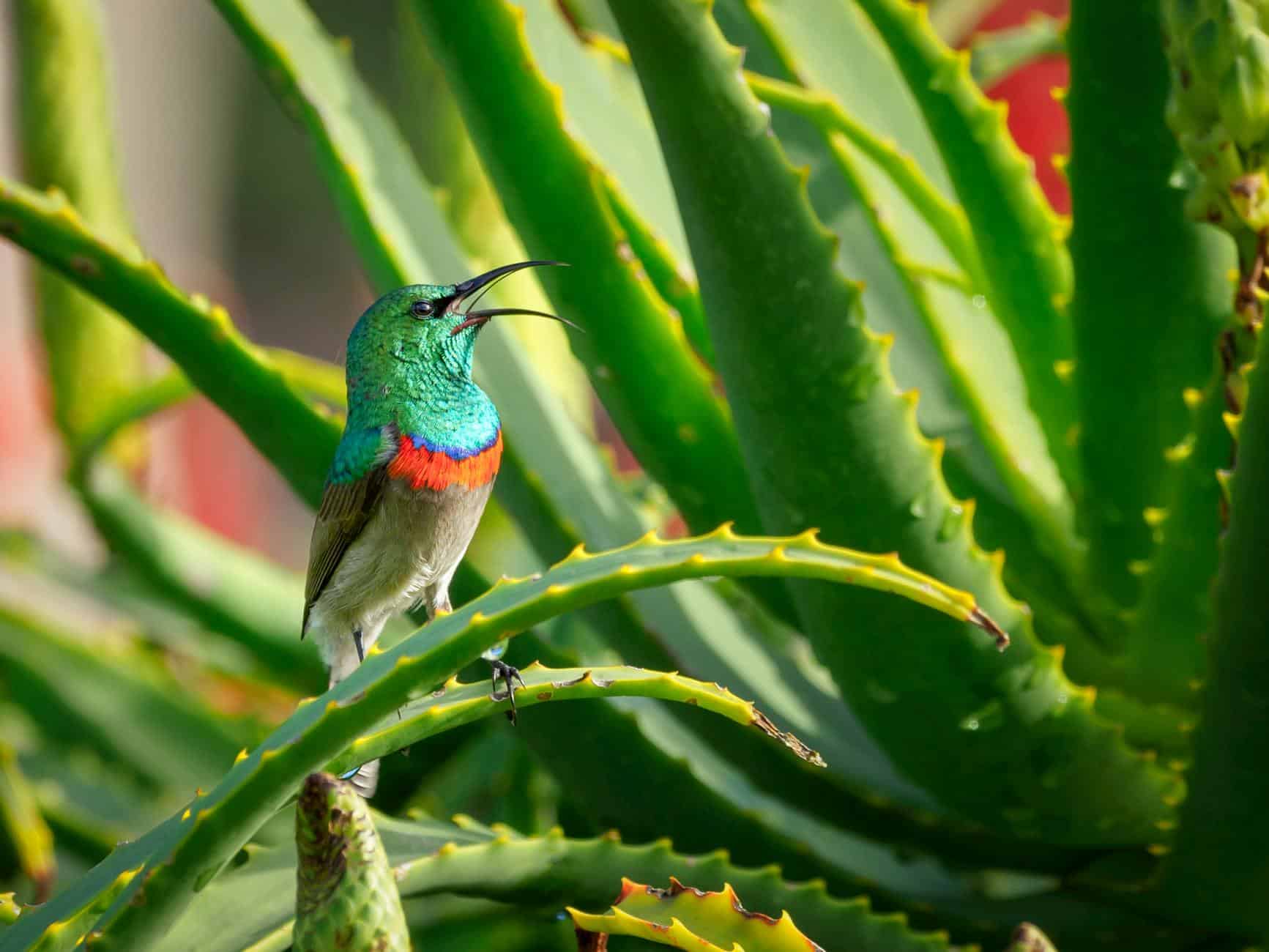A vibrant sunbird perched on an aloe vera plant in a lush garden setting.