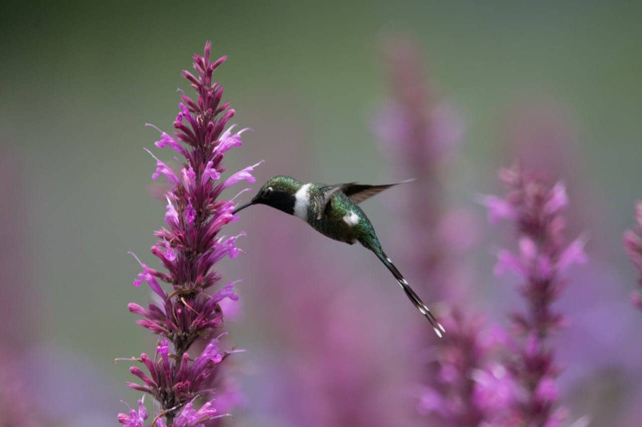 A hummingbird hovering near bright pink flower spikes, iridescent green feathers, white neck patch, blurred purple background