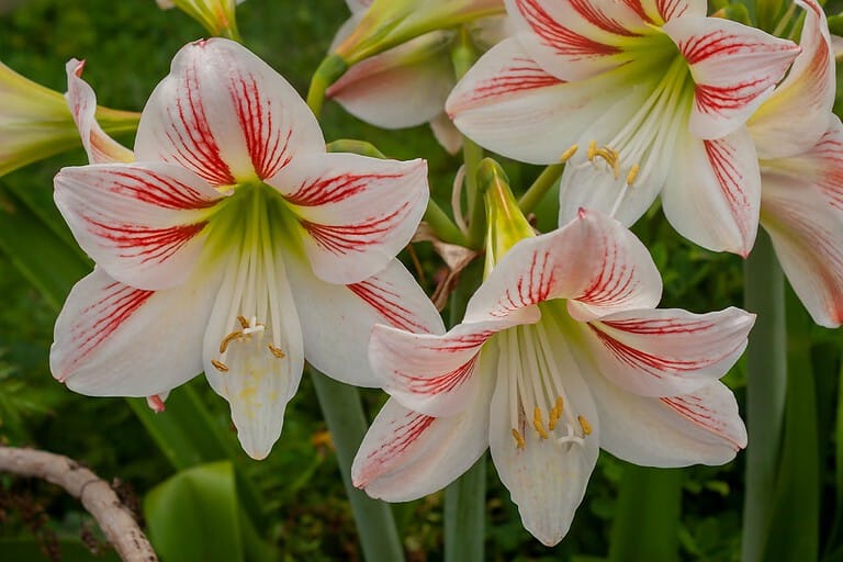 White and red amaryllis flowers, large petals with red veins, green stems and leaves, yellow stamens, multiple blossoms in full bloom, blurred green background