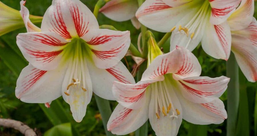 White and red amaryllis flowers, large petals with red veins, green stems and leaves, yellow stamens, multiple blossoms in full bloom, blurred green background